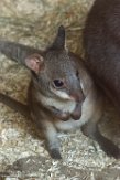 DZM01181548 De Bruijnpademelon / Thylogale brunii