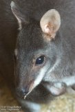 DZM01181555 De Bruijnpademelon / Thylogale brunii