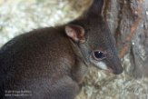 DZM01181561 De Bruijnpademelon / Thylogale brunii