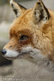 DMG01102608 rode vos / Vulpes vulpes