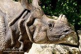 DHM01085881 Indische neushoorn / Rhinoceros unicornis