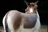 DHM01085957 oostelijke kiang / Equus kiang holdereri