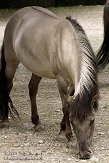 DHM01086089 tarpan / Equus ferus ferus