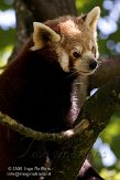 DHM01086105 rode panda / Ailurus fulgens