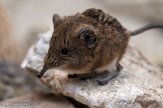 DHM01213735 kortoorolifantspitsmuis / Macroscelides proboscideus