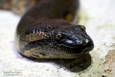 DHM01213808 groene anaconda / Eunectes murinus