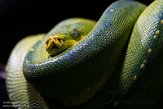 DHM01213812 groene boompython / Morelia viridis