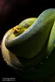 DHM01213830 groene boompython / Morelia viridis