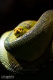 DHM01213831 groene boompython / Morelia viridis