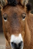 DAM0109B817 przewalskipaard / Equus ferus przewalskii