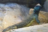 DAM01180121 Omaanse doornstaartagame / Uromastyx thomasi