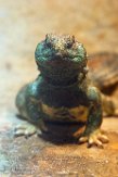 DAM01180127 Omaanse doornstaartagame / Uromastyx thomasi