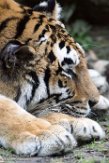 DAM01180183 Siberische tijger / Panthera tigris altaica