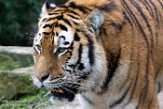 DAM01180208 Siberische tijger / Panthera tigris altaica