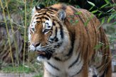 DAM01180210 Siberische tijger / Panthera tigris altaica