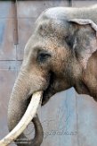DAM01180233 Aziatische olifant / Elephas maximus