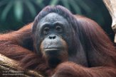 DAM01180261 Borneo orang-oetan / Pongo pygmaeus