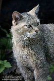 DZN01094544 Europese wilde kat / Felis silvestris silvestris