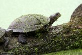 DZN01202180 Europese moerasschildpad / Emys orbicularis