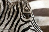 DNT01082154 Grantzebra / Equus quagga boehmi