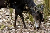 DNT01082179 geelrugduiker / Cephalophus silvicultor