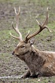 DNT01082190 Dybowskihert / Cervus nippon dybowskii