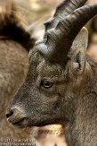 DTN0111A-564 alpensteenbok / Capra ibex