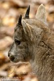 DTN0111A-568 alpensteenbok / Capra ibex