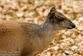 DTN0111A-628 rode duiker / Cephalophus natalensis