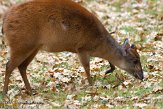 DTN0111A-635 rode duiker / Cephalophus natalensis