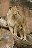 DTN0111A-723 Aziatische leeuw / Panthera leo persica