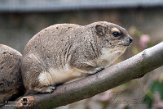 DOZ01214271 steppeklipdas / Heterohyrax brucei