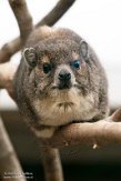 DOZ01214274 steppeklipdas / Heterohyrax brucei