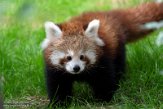 DOZ01214370 rode panda / Ailurus fulgens