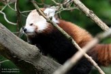 DOZ01214391 rode panda / Ailurus fulgens