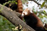 DOZ01214392 rode panda / Ailurus fulgens