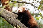 DOZ01214393 rode panda / Ailurus fulgens