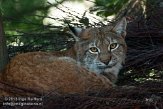 DZO01139807 Karpatische lynx / Lynx lynx carpathicus