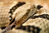 DTZ01101960 ratelslang / Crotalus horridus