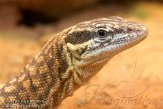 DTZ01101974 Stekelstaartvaraan / Varanus acanthurus