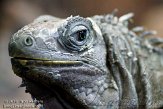 DTZ01102026 groene leguaan / Iguana iguana