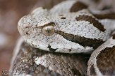 DTR01116614 kleinaziatische adder/ Montivipera xanthina