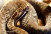 DTR01116631 adder / Vipera berus