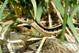 DTR01116655 gewone kousebandslang / Thamnophis sirtalis