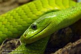 DTR01130328 groene mamba / Dendroaspis viridis