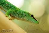 DTR01130346 Madagaskarreuzendaggekko / Phelsuma grandis