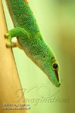 DTR01130349 Madagaskarreuzendaggekko / Phelsuma grandis