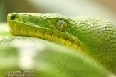 DTR01130351 groene hondskopboa / Corallus caninus