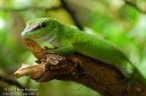 DTR01130359 Madagaskarreuzendaggekko / Phelsuma grandis