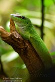 DTR01130361 Madagaskarreuzendaggekko / Phelsuma grandis